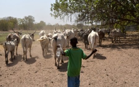 Côte d’Ivoire : Un jeune berger retrouvé mort décapité à Sélilékaha