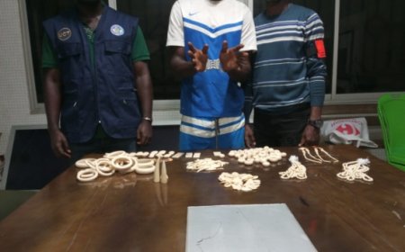 Côte d’Ivoire : 4 redoutables trafiquants spécialisés dans le commerce illégal d’ivoires sculptés mis aux arrêts à Abidjan
