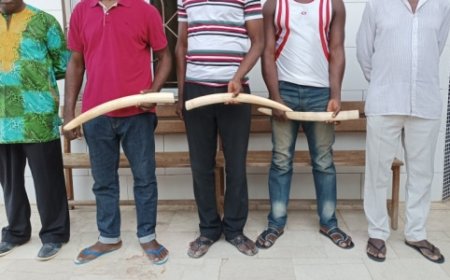 Côte d’Ivoire : 5 présumés trafiquants interpellés à Anyama et à Abobo avec 3 ivoires d’éléphants